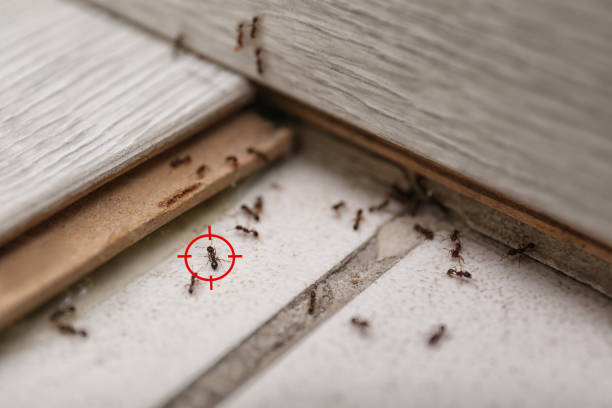 Best Local Pest Control Services  in Parkersburg, IA