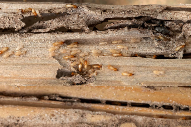 Best Commercial Pest Control Services  in Parkersburg, IA
